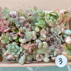 3  訳あり多肉植物セット