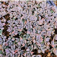 【ルビーネックレス】多肉植物セダム　子持ち蓮華30カット【育成説明書】