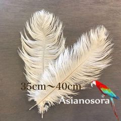 ❤️ネコポス【白オーストリッチ35-40】2枚 羽根 インテリア パンパスグラス スワッグ