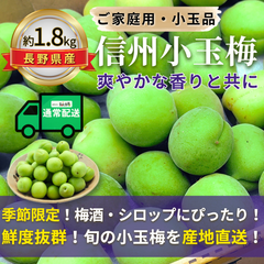 信州小玉梅 ～爽やかな香りと共に～【内容量】約1.8kg【配送方法】通常配送【サイズ】L以下【品目】梅（うめ）【品種】当店お任せ【産地】長野県【規格】ご家庭用A品B品混合【詰め方】バラ詰め【配送までの日数】1～4日