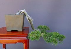 真柏【専山鉢】　中品盆栽／樹齢５０年直送kaz