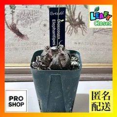 塊根植物 コーデックス　亀甲竜(ディスコレア) エレファンティペス 'Elephanthipes' 2.5号(個体おまかせ1鉢)　インテリア 室内 オシャレ カワイイ 可愛い 室内のサムネイル