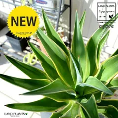 アガベ（斑入り：ベネズエラ)  グレー キューブ型 陶器鉢（バークチップ） 鉢植え 鉢 灰 灰色 角 四角 大型 観葉植物 送料無