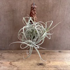 購入不可 チランジア  ドゥラティ (ドーラティ) 購入不可 チランジア ドゥラティ (ドーラティ)