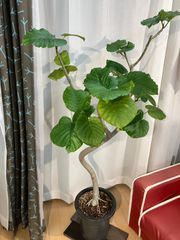 ウンベラータ A29 幹曲がり樹形 室内 オフィス 観葉植物 現物販売