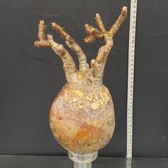 J554【最新到着】Pachypodium　グラキリス（MS）（現地球・抜き苗）【塊根植物】パキポディウム　グラキリス