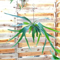 【389V】ビカクシダ（コウモリラン）ベイチー（ビーチー）（Platycerium veitchii） の苔玉