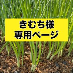 きむち様専用ページ‼️玉ねぎ苗