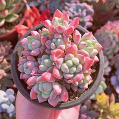 多肉植物　ピンクフレヌ　群生　るる農園