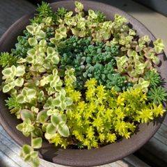 多肉植物　抜き苗　セダム寄せ植えセット　セダムの小さな森