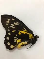 注目ショップ 蝶の標本 テンジクアゲハ 3♂ 激レア新種‼️1頭限り