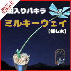 斑入りバナナ苗木Dawarf Namwha Pakchong50 Yahoo!オークション -「斑入りバナナ」(その他) (観葉植物)の