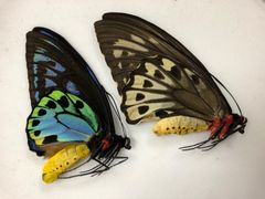蝶の標本★マライタ島産アオメガネアゲハペアNo.3