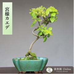 ミヤサマカエデ【宮様楓】小品盆栽【泰寿園Online】 - メルカリ