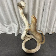 貴重！ ジャワコブラの剥製 貴重！ ジャワコブラの剥製 - メルカリ