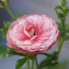 宮崎県産】【開花株】ラナンキュラスラックス ヘスティア ポット苗《2