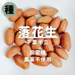 【種】落花生　千葉半立　農薬不使用　10粒