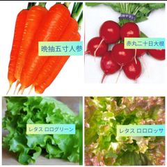 種子セット