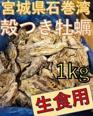 【数量限定!!】冷凍殻付き牡蠣1kg（生食用）