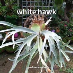 胞子] white hawk ホワイトホーク ビカクシダ - メルカリ