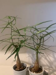 ボトルツリー　ブラキキトン　４号鉢　観葉植物