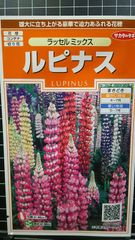 ルピナス ラッセル ミックス 種 ３袋セット