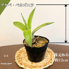 【沖縄育ち】約12cm アガベ・ベネズエラ 観葉植物 初心者向け ガーデニング 南国 ☆2-3