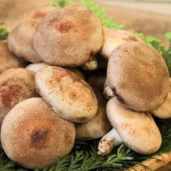 あらかわ生しいたけD級品１㎏　地域直送　送料無料　菌床シイタケ1㎏　肉厚しいたけ　大小バラバラ　新潟県特産品　しいたけ　お取り寄せ　ギフト　規格外品　まとめ売り　贈り物