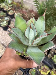 2025年最新】グアダラハラナの人気アイテム - メルカリ