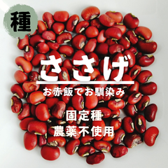 【種】ささげ　大角豆　農薬不使用　20粒