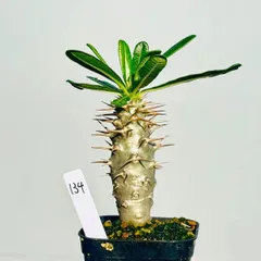 アンボンゲンセ　実生　でっぷり　良型　コレクション　超美株 アンボンゲンセ 実生 でっぷり 良型 コレクション 超美株 2025年