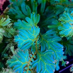 【セラギネラ ウンキナタ 】パルダリウム テラリウムにおすすめの神秘の青い植物 抜き苗3本セット 容易に増やせます◎