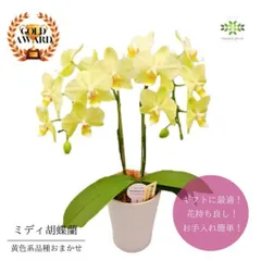 ミディー胡蝶蘭 みち様専用 メルカリ便 2品種 2株 - メルカリ