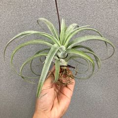 希少❗️フィロデンドロン グロリオーサムゼブラ✨ - メルカリ