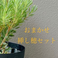 おまかせオージープランツ挿し穂セット