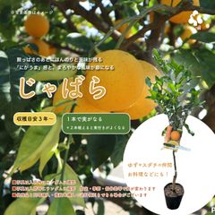 果樹・じゃばら