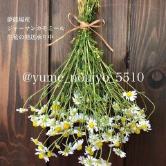 旬のジャーマンカモミール生花100g（切花）