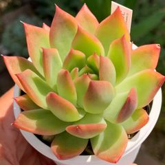 レア品種！★コロラータ×紅相生 多肉植物（抜き苗・速達付）自家栽培 国産