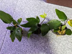 【Sサイズ】アヌビアス　ギガンティア　1POT