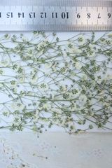 Item thumbnail for item 95c1c405-cc9d-4e49-b2aa-298880e52030