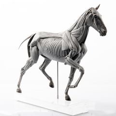 EVO 1/10 サイズ 馬 競走馬 フィギュア 24cm級 動物 筋肉 解剖 医学 科学 芸術 模型