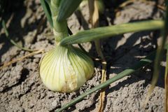 ひょうご安心ブランド認証　淡路島たまねぎ　5kg【兵庫県淡路島産】