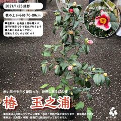 幻の椿★玉之浦