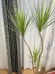 コンシンネ ホワイトボリー A24 株立樹形 現物販売 インテリア 観葉植物