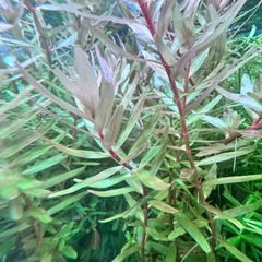 パンタナルレッドピンネイト水中葉2本 10cm前後 ネコポス発送 - メルカリ