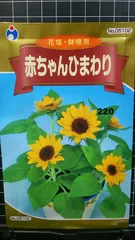 赤ちゃん ひまわり 向日葵 種 郵便 ３袋セット