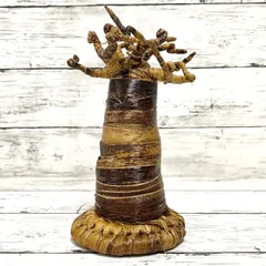 バオバブの木　11年管理　引き取り限定　福岡　久留米 バオバブの木 11年管理 引き取り限定 福岡 久留米