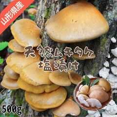 天然 きのこ むきたけ 塩漬け 500g 以上 国産 山形県産 ムキタケ 剥茸 塩蔵 茸 キノコ 2023年産 令和5年産