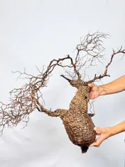 【2025年5月14日輸入分 新鮮株②】オペルクリカリア パキプス ベアルート 2025年最新】パキプス ベアルートの人気アイテム - メルカリ