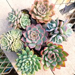 多肉植物 エケベリア 7種セット cq5 抜き苗 - メルカリ